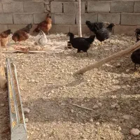 مرغ|حیوانات مزرعه|صوفیان, |دیوار