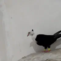 کلاغ سه رگ کلکسیونی|پرنده|مشهد, ویلاشهر|دیوار