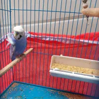 مرغ عشق پروانه ای بنفش|پرنده|دوگنبدان, |دیوار