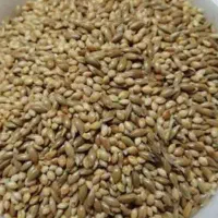 فروش تخم کتان پرنده