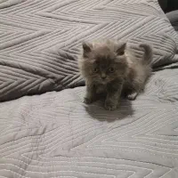 گربه سفید پرشین|گربه|کرمانشاه, |دیوار