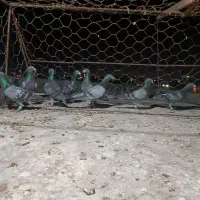 کبوتر المانی|پرنده|چابهار, |دیوار