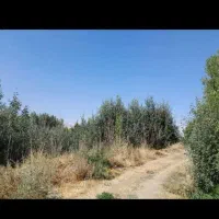 فروش بیشه زار ( مشه ) در روستای بدلبو