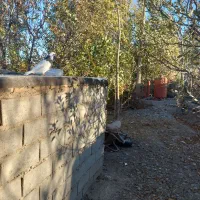 کبوترطوقی ماده|پرنده|اهر, |دیوار