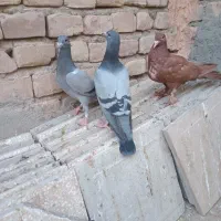 کبوتر جوجه سرخ کرمونی و آلمانی