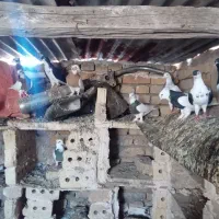 کفتر|پرنده|زاوه, |دیوار