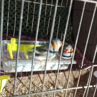 فنچ|پرنده|پیشوا, |دیوار