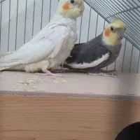 جفت عروس هلندی