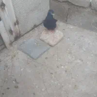 کبوتر|پرنده|ایذه, |دیوار