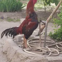 خروس