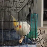 عروس هلندی|پرنده|قم, محمد آباد|دیوار