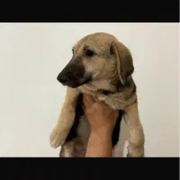 سگ بومی|سگ|رشت, گلسار|دیوار