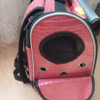 سگ پامر خرسی، پت جیبی|سگ|اصفهان, شاهد|دیوار