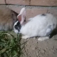 خرگوش لوپ ومعمولی|موش و خرگوش|گرگان, |دیوار