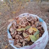 برگ درخت|گل و گیاه طبیعی|بجنورد, |دیوار