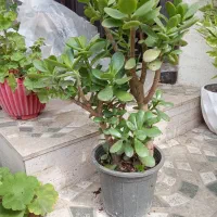 گل فروشی|حراج|لاهیجان, آهندان|دیوار