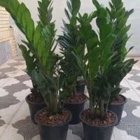 زاموفیلیا سبز پرشاخه و قوی