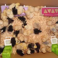 جوجه گلین پولند کوشین یوسل سلطان لهستانی جاپنیز