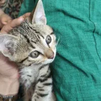 گربه کوچولو طوسی