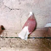 شازده|پرنده|خوی, |دیوار