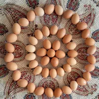 تخم مرغ بومی گلپایگانی|خوردنی و آشامیدنی|اصفهان, شیخ طوسی|دیوار