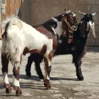 بز کهره|حیوانات مزرعه|بندر ماهشهر, |دیوار