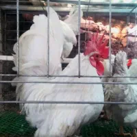 پرورش مرغ‌های کوچک ژاپنی باتخم‌مرغ نطفه‌دار جاپنیز