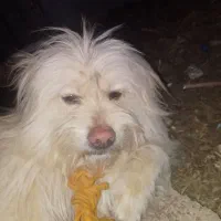 سگ شیتزو|سگ|یاسوج, |دیوار