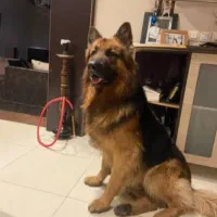 فروش توله‌ ژرمن از همین نژاد تعداد۲عدد ماده