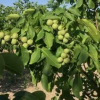 نهال گردو توسرخ|خدمات باغبانی و درختکاری|ملایر, |دیوار