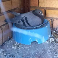 پرنده|پرنده|نهبندان, |دیوار