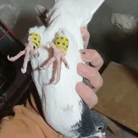 یکت سرخ و ساده چادری رنگی کفتر|پرنده|قرچک, مهدیه|دیوار