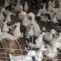 فروش خروس بوقلمون اردک غاز