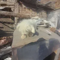 سگ عروسکی|سگ|سلماس, |دیوار