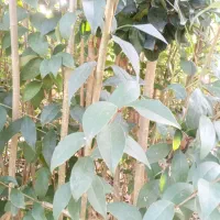 برگ نو (پایه مورت)