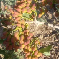 فروش باغ پسته