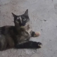 گربه|گربه|پارس‌آباد, |دیوار