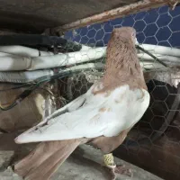 سینه زرد نر بندی|پرنده|شیراز, شیخ علی چوپان|دیوار