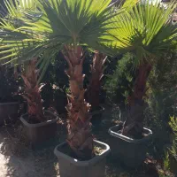 گل و گیاه|گل و گیاه طبیعی|ماهدشت, |دیوار