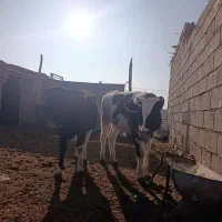 فروش یگعدد جوانه نر به وزن 280ویک تخت خوشگل