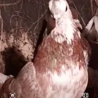 سلام  به عشق بازان