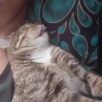 واگذاری رایگان گربه|گربه|مبارکه, |دیوار