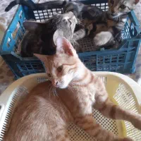 واگذاری ۳تا بچه گربه۴ماهه وابسته بهم جدا نمیشن