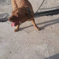 سگ پیت بول شناسنامه دار