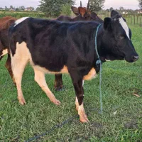 گوساله دورگ هلشتاین|حیوانات مزرعه|رشت, بازار|دیوار