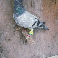 پرنده|پرنده|مشهد, کلاته برفی|دیوار