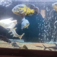 ماهی مولد اسکارمسی.پنکوسی آلبینو.پنکوسی شکاری|ماهی|تربتحیدریه, مظفریه|دیوار