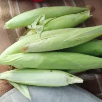 شریک کاری میخوام