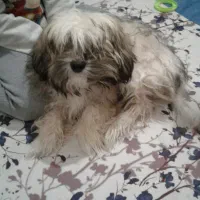 فروش یا معاوضه با عروس هلندی|سگ|ملایر, |دیوار