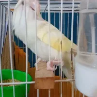 کوتوله سفید چشم شرابی بدون قفس